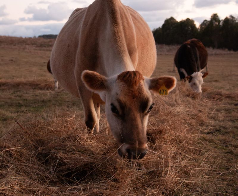 Nothing driving hay prices down post image