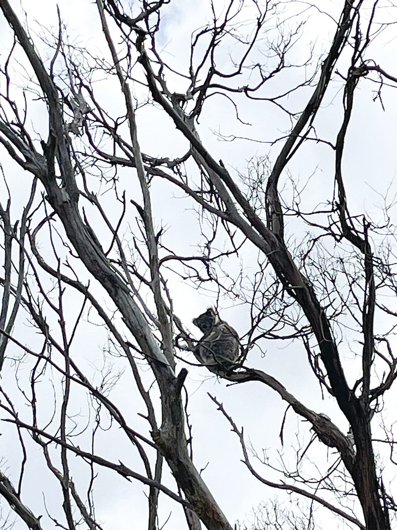 French Island koala crisis post image