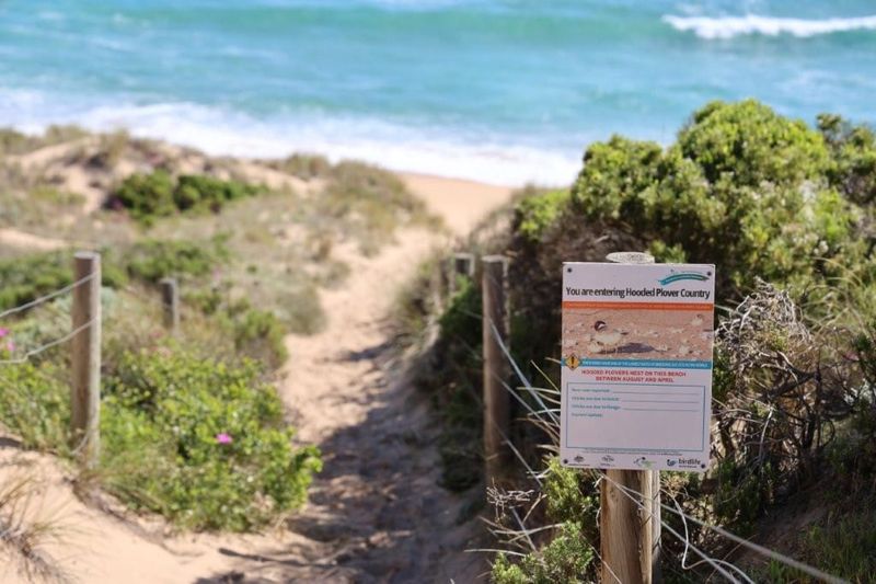 Hooded plovers nesting on South Gippsland and Bass Coast beaches post image