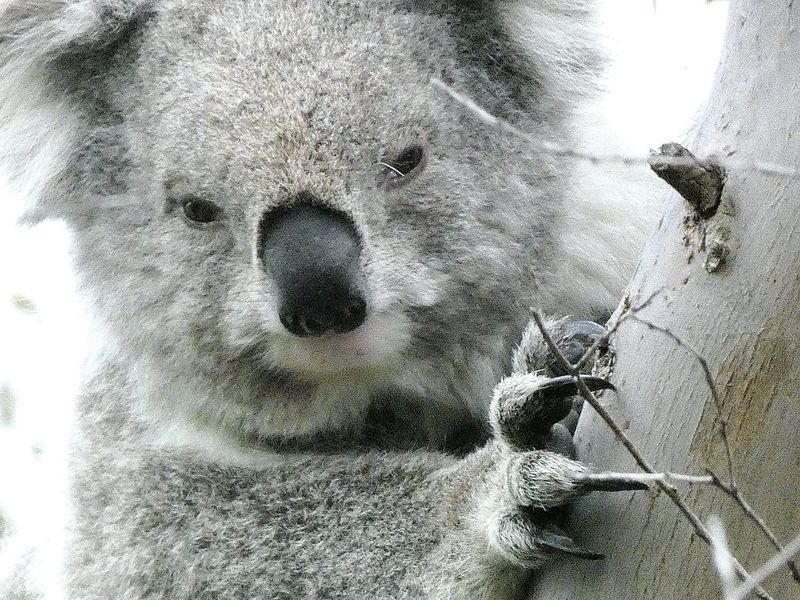 Find out why South Gippsland koalas are so special post image