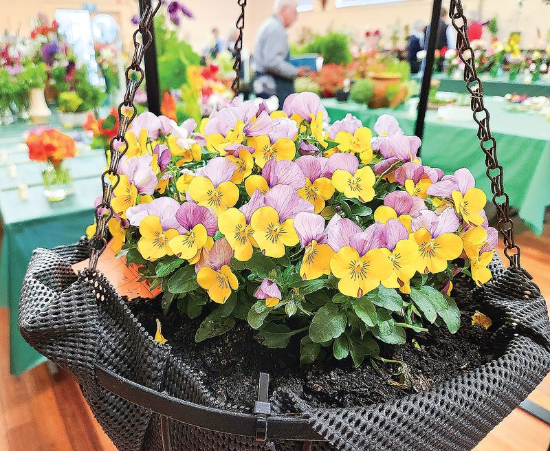 Spooky blooms and garden magic, don’t miss the 65th Spring Show - opens today post image