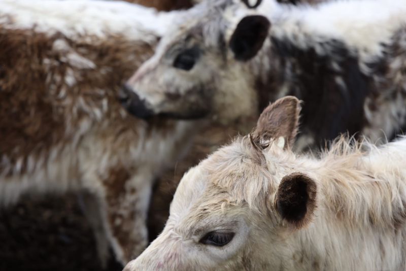 America continues its love affair with Australian hamburger beef post image