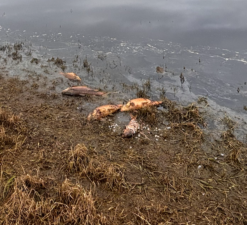 Public urged to avoid contact with Tarwin River as EPA investigates fish kill post image