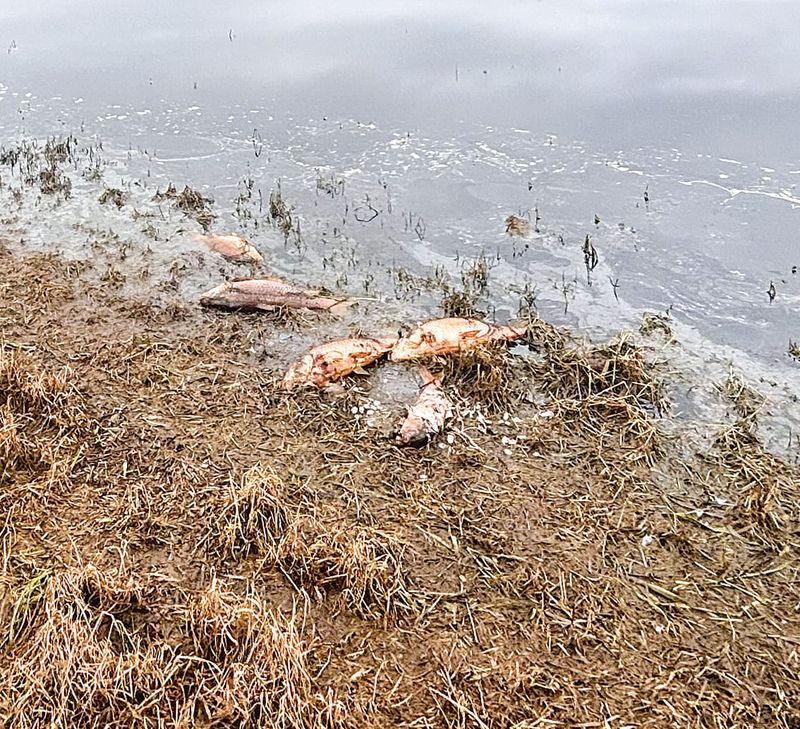 Avoid contact with Tarwin River as EPA investigates fish kill post image
