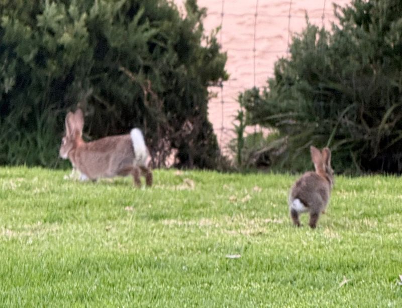No action in rabbit eradication report, says Cr Bauer post image