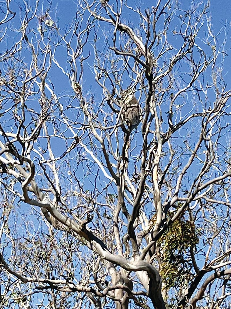 State acts on French Island koala crisis post image