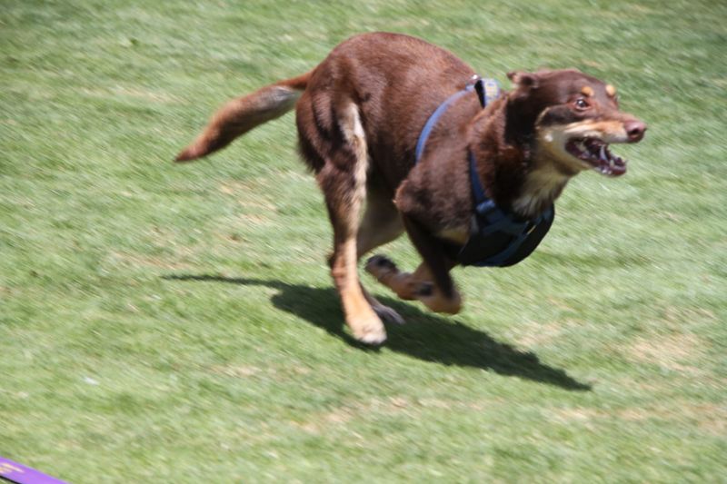 America plays catch-up with Aussie slang post image