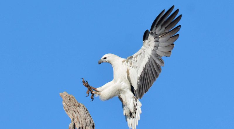 Gelliondale wind farm too close to Corner Inlet Ramsar site, they say post image