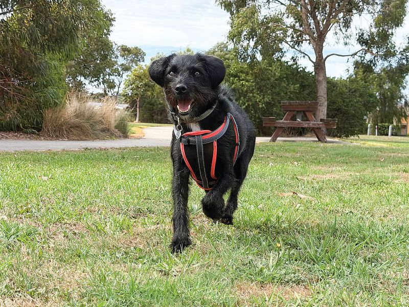 Dog changes must be evidence-based, they say post image