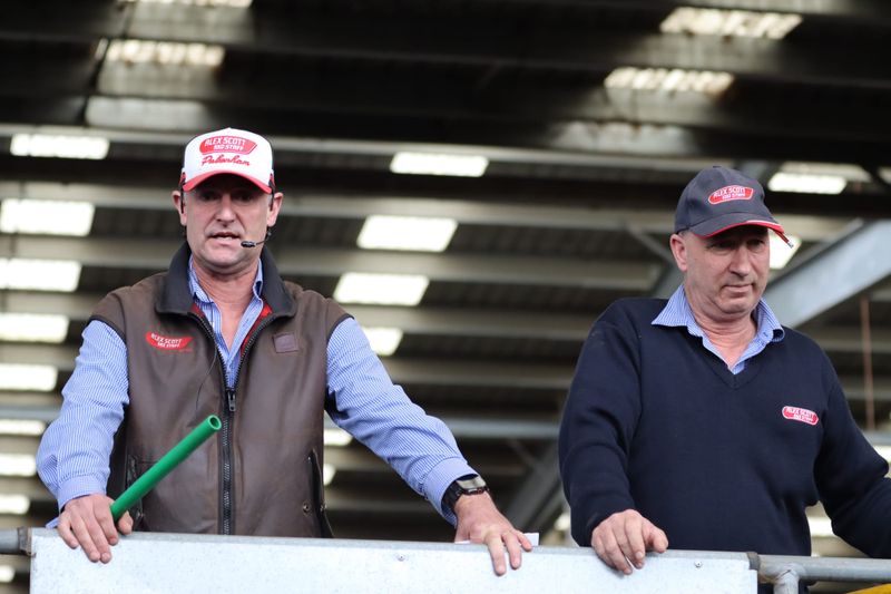 Heavy yearling steers lift in Leongatha post image