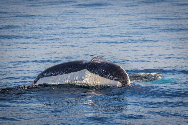 Good chance you'll see a whale at Phillip Island, they say post image