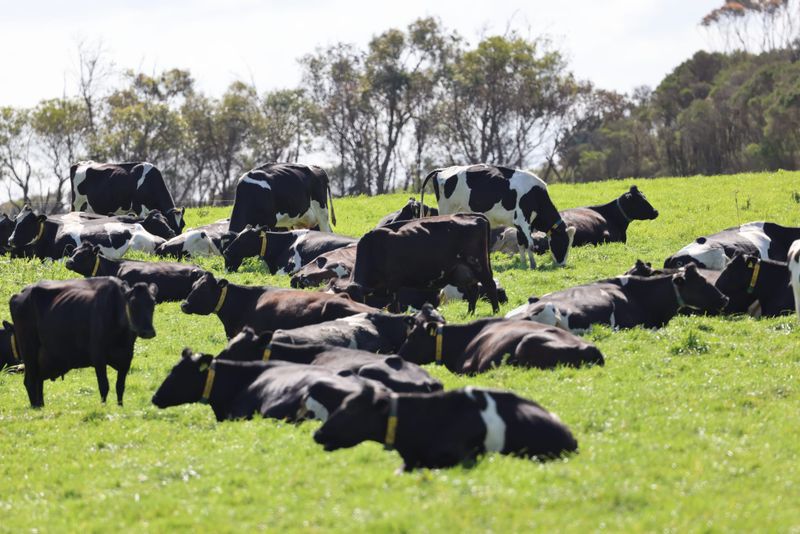 Dairyfarmers urged to be cautious over milk price offers post image