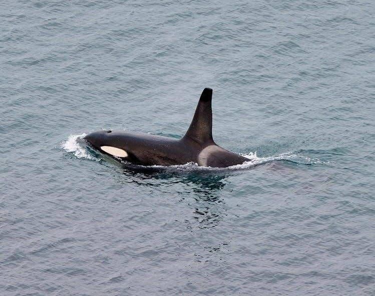 Phillip Island's whale festival receives a boost but why wait? post image