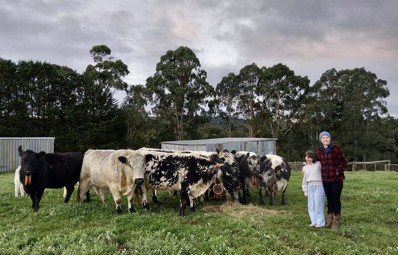 The virtual fencing collars changing local farms post image