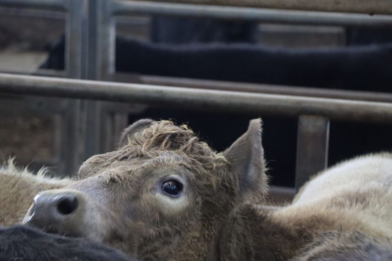 Solid results and big cattle numbers at Leongatha Store Sale post image