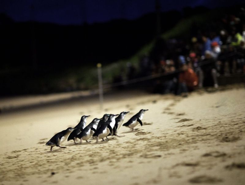 Victorian coast still clear after NSW adds new bird flu case post image