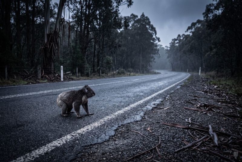 Petition puts koala death trap in front of transport department post image