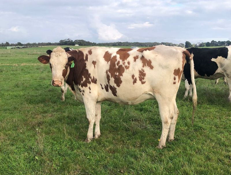 Lamers in calf heifer dispersal sale a success post image
