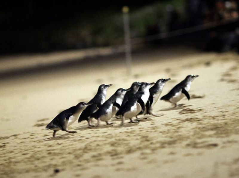 New vaccine no panacea for Phillip Island’s penguins post image