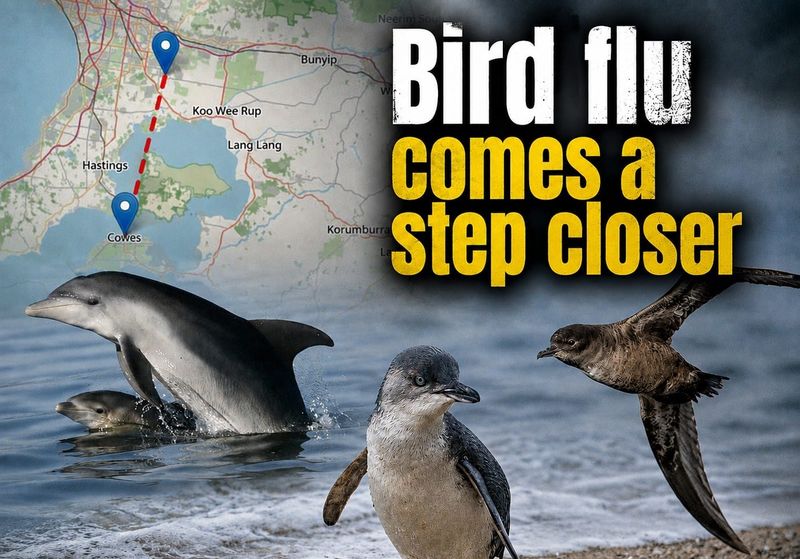 Bird flu only 36km away from our precious penguins post image