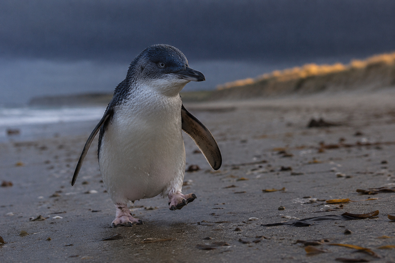 Protect our penguins says Aldred as bird flu reaches Phillip Island post image
