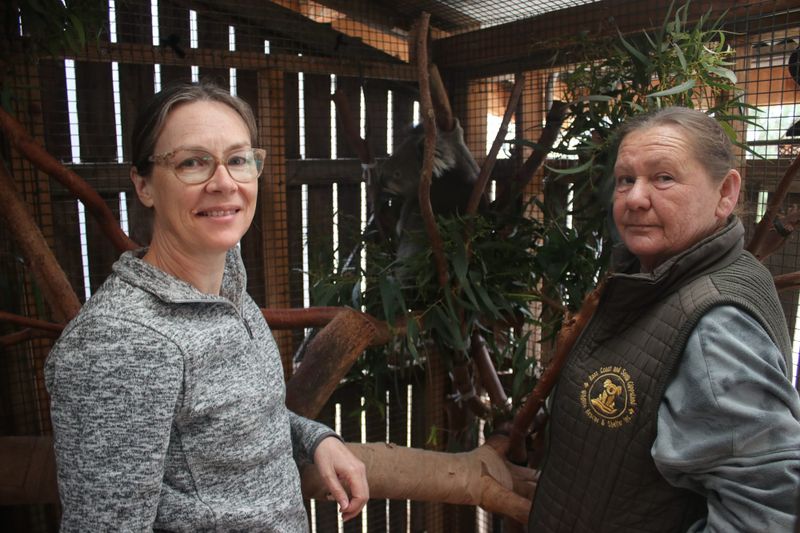 WATCH: Koala trio's heartwarming return home post image
