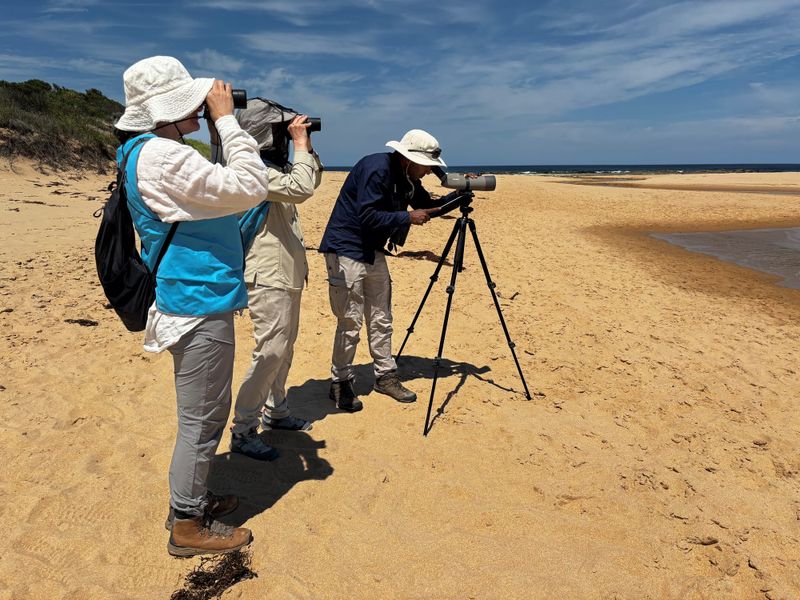 Vulnerable plovers reclaim coastal territory. post image