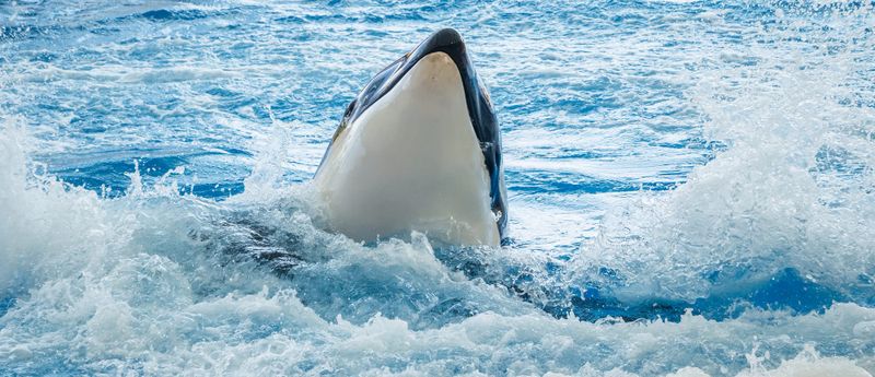 Orcas make a splash in unforgettable whale season post image