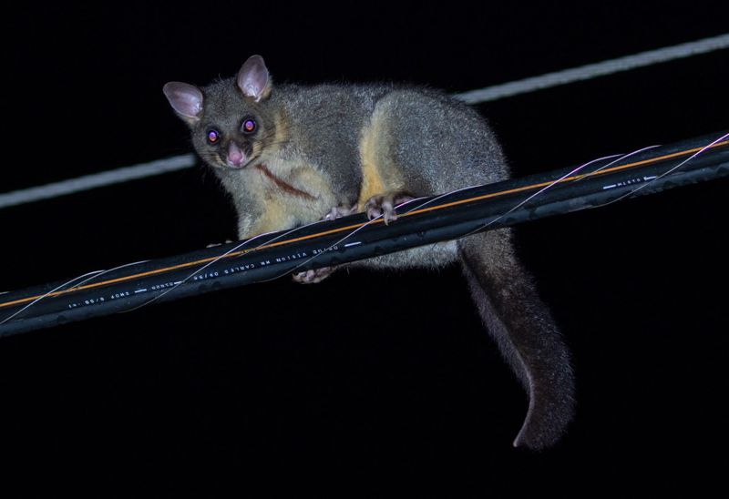 Power outage planned for Venus Bay maintenance works post image