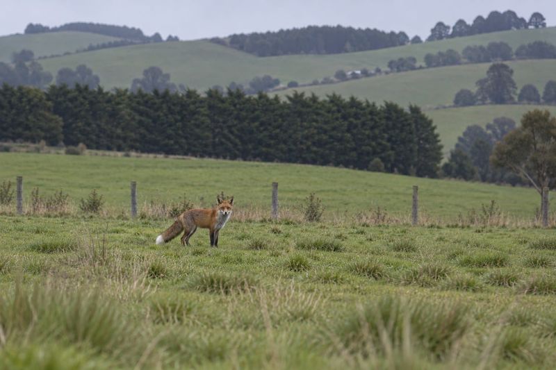 Man convicted at Wonthaggi court over fox bait misuse post image