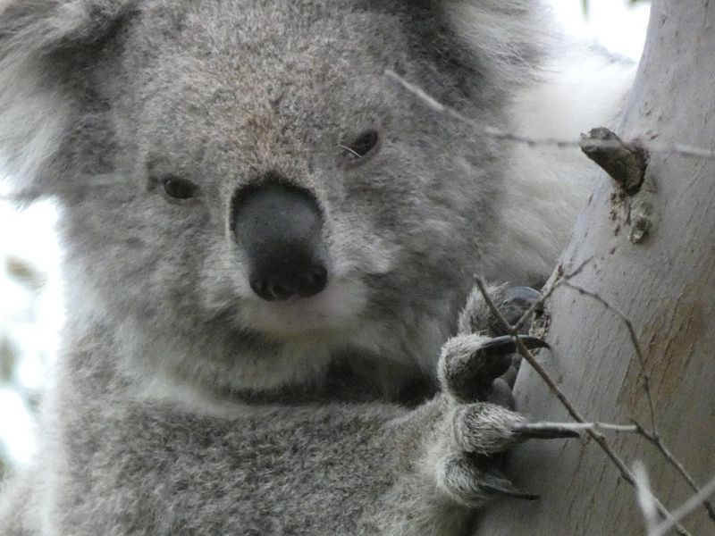 Local koala habitats to benefit from $2.6 million funding package post image
