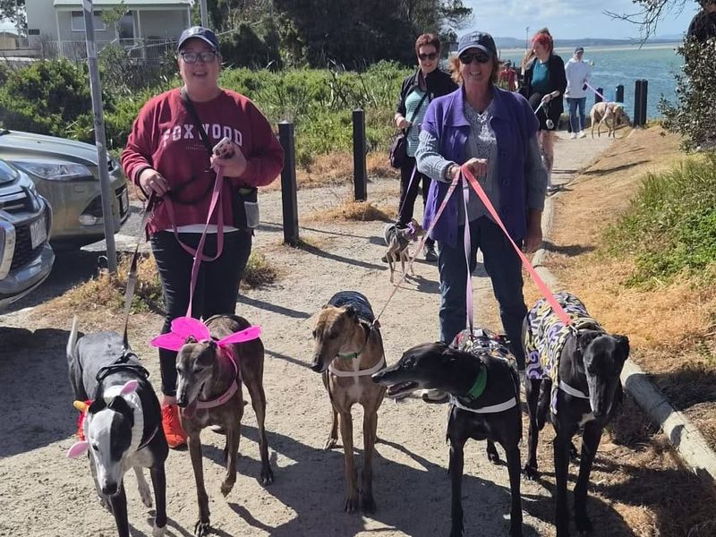Global greyhound walk comes to Inverloch post image