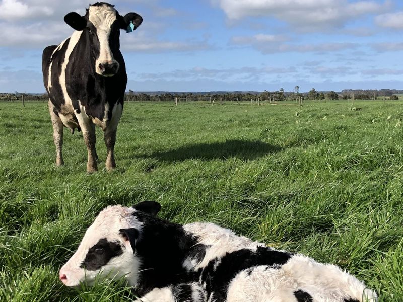 New biosecurity requirement for local livestock producers post image