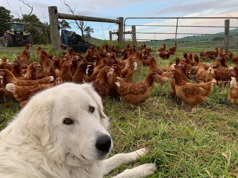Poultry housing controls lifted by Chief Vet but crisis not over post image