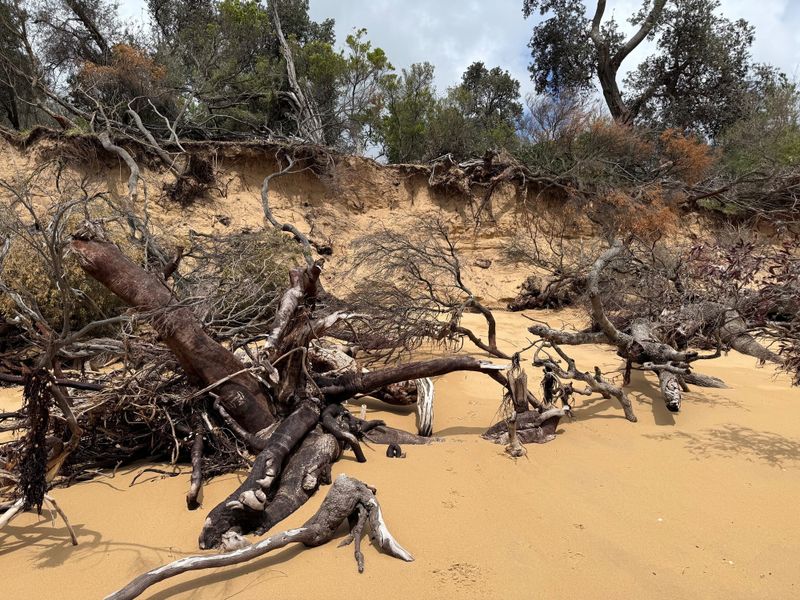 Bass Coast Shire presses panic button on Silverleaves’ work post image