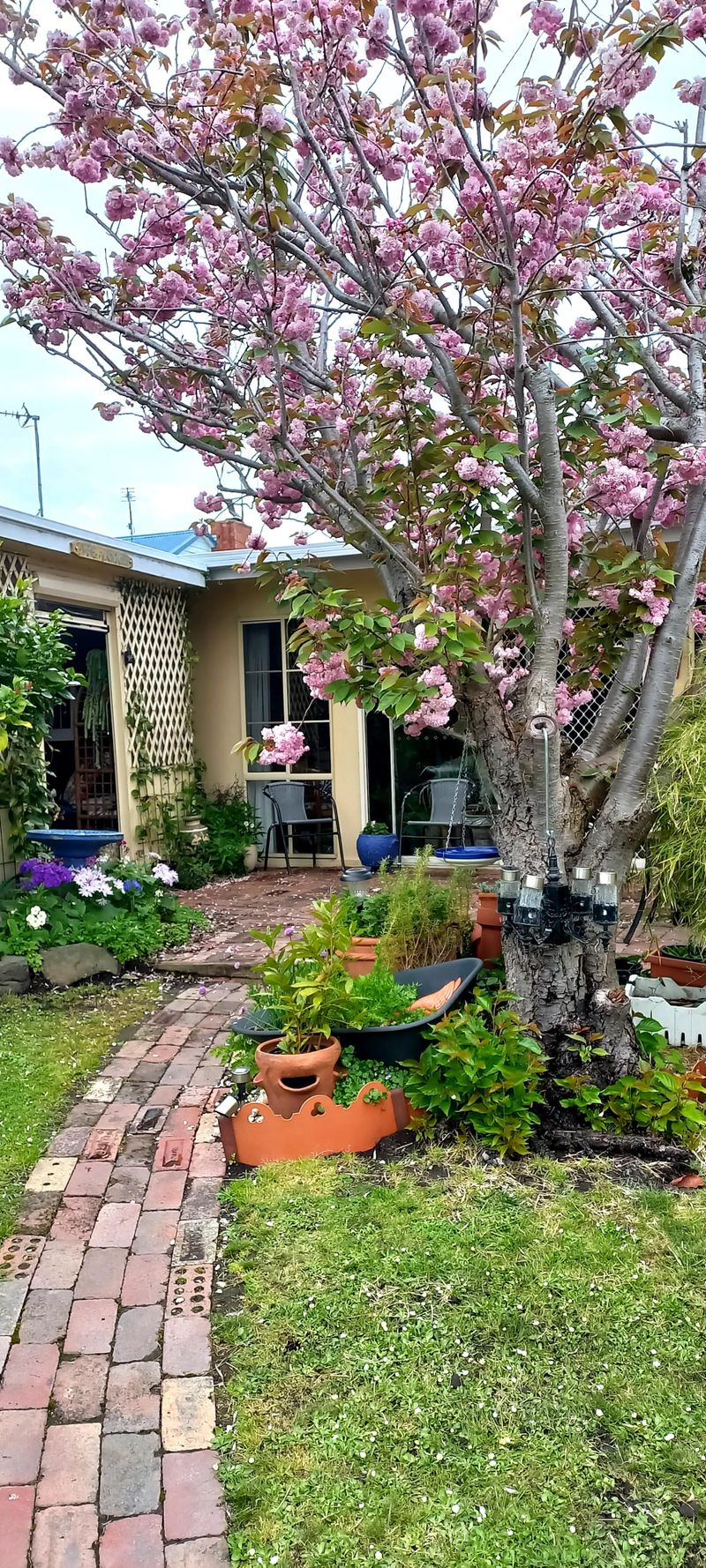 Coastal hidden gems revealed for Inverloch Open Gardens post image