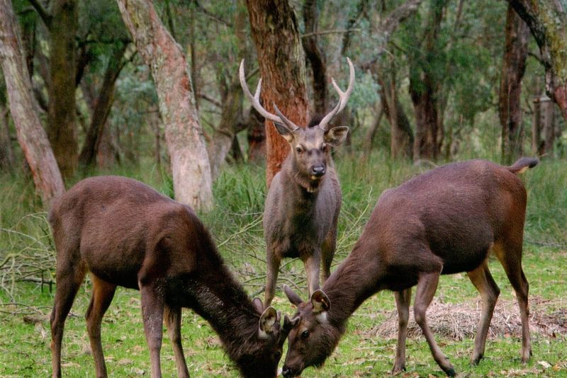 Deer damage to be in focus at Koonwarra expo post image