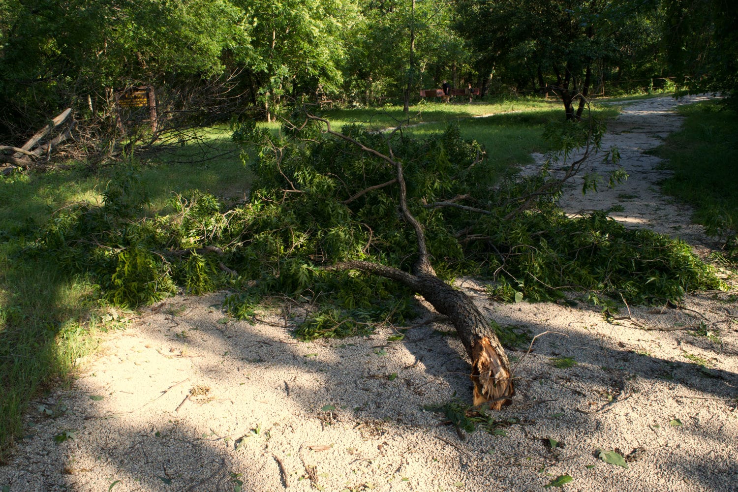 Fallen limbs at Goatman’s Bridge in Denton, Texas