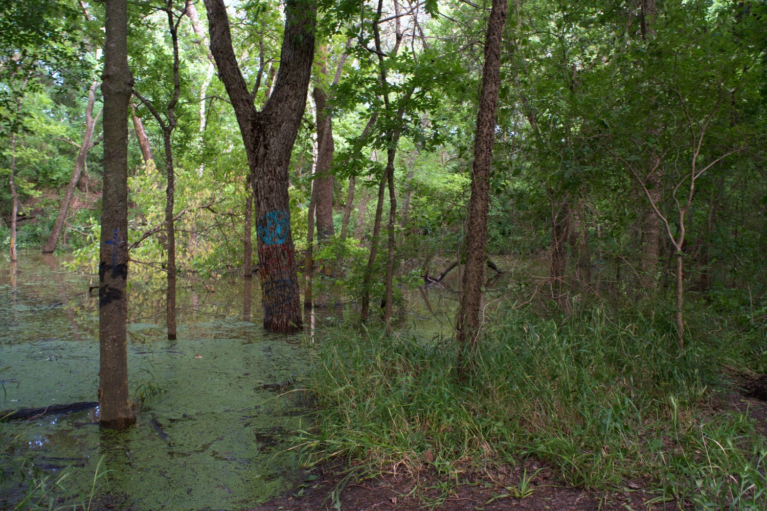 Swamp at Goatman’s Bridge in Denton, Texas