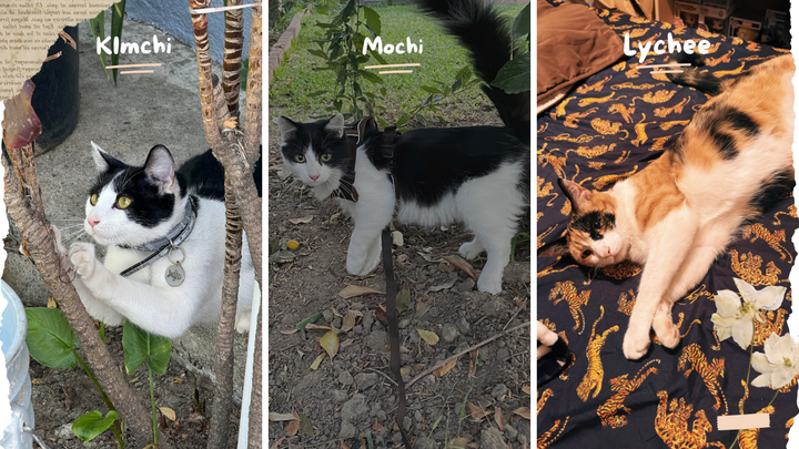 Meet Kimchi, Mochi and Lychee