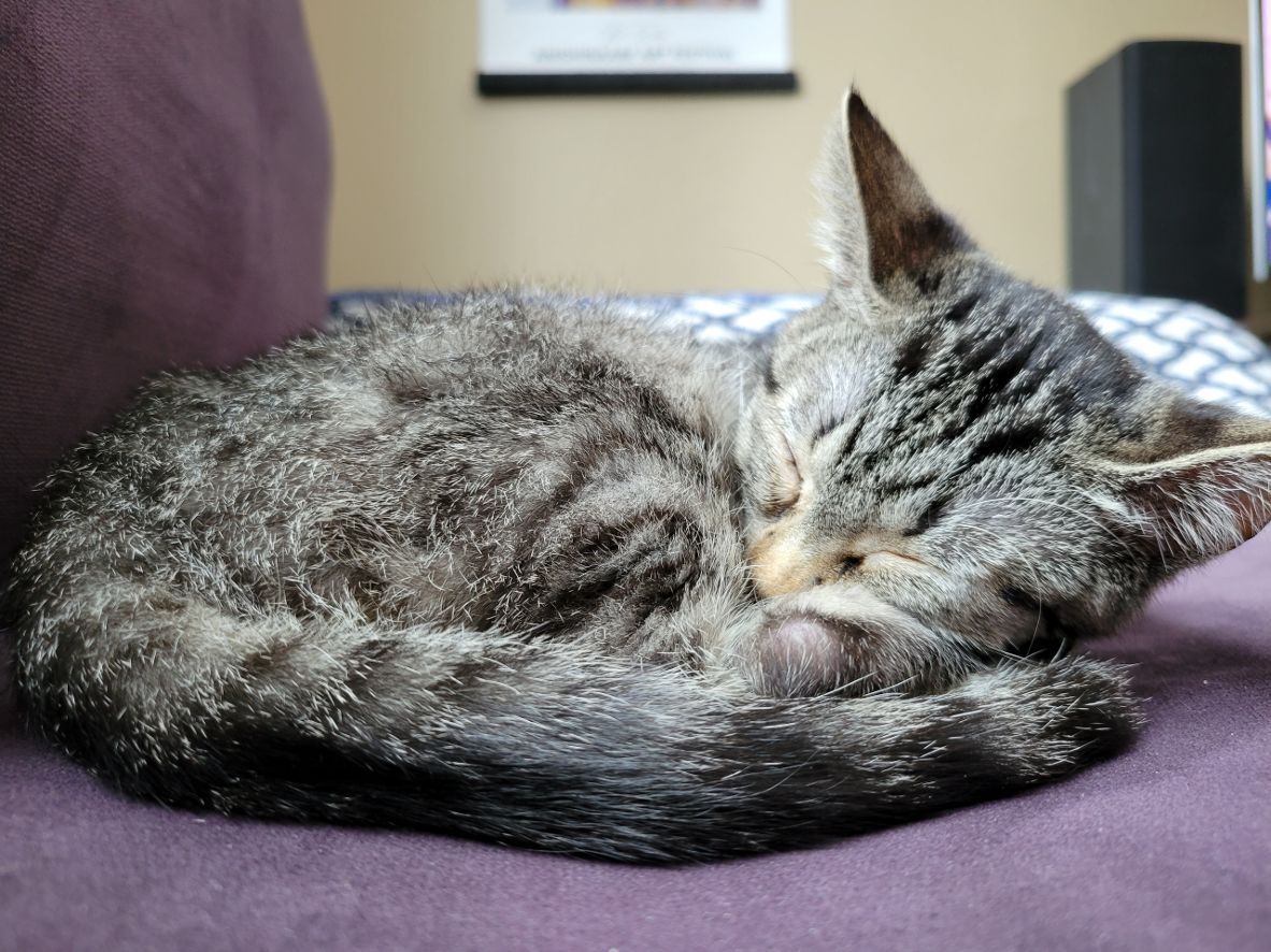 Photo of a black and white tabby kitten sleeping curled up on a purple couch. 