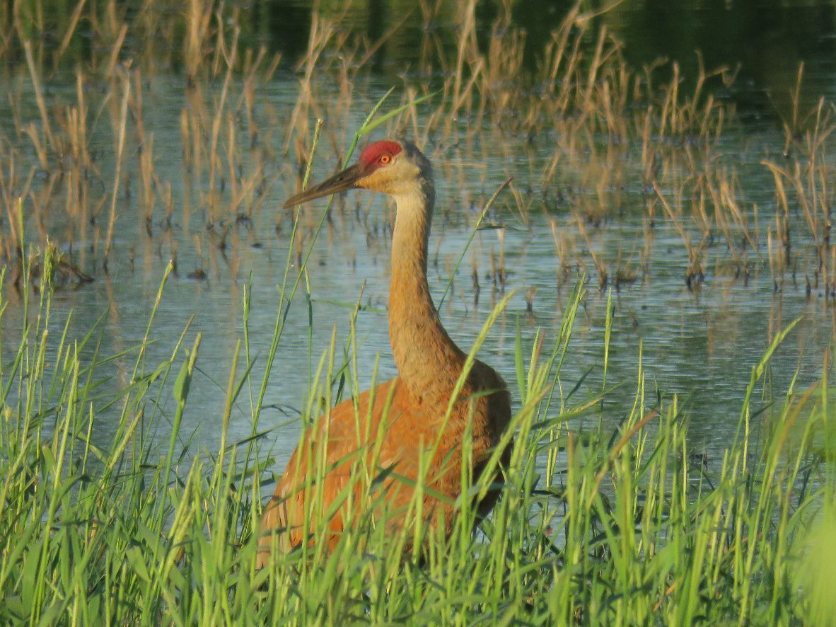 Sandhill crane 
