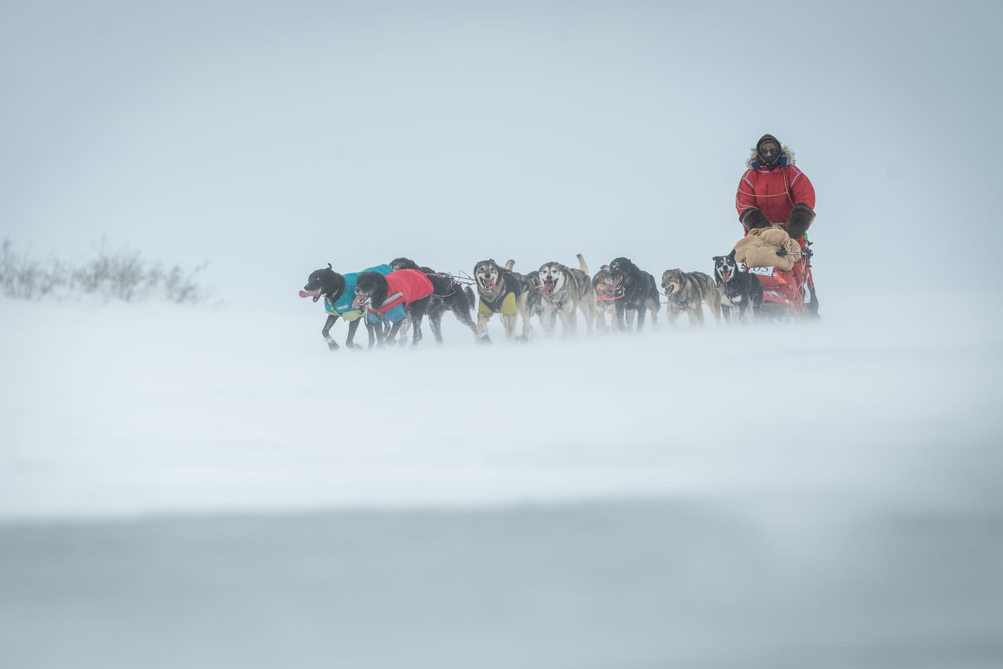 Woman and her sled dog team race in Alaska.