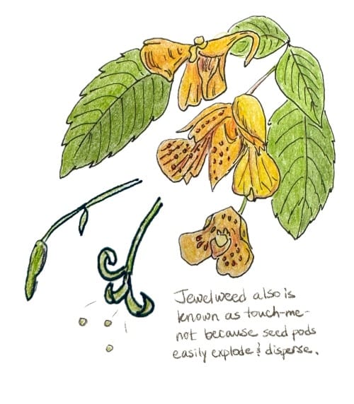 Illustration of golden-colored jewelweed with its seeds and pods.