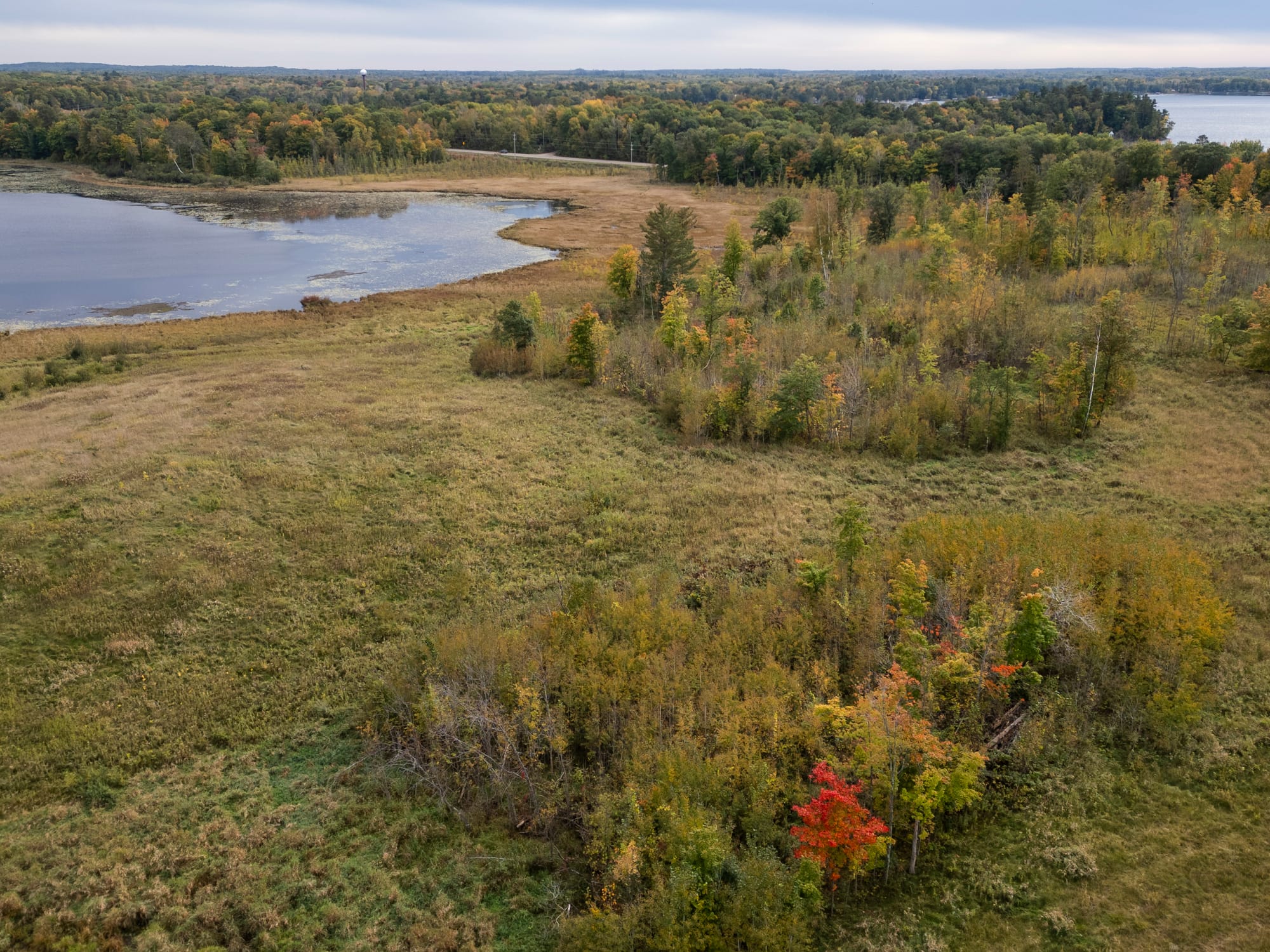 A single tree with red leaves is seen in a field between two lakes.