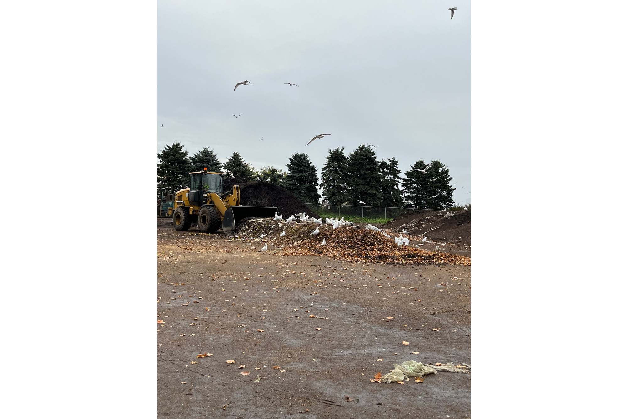 A loader mixes compost at a facility.