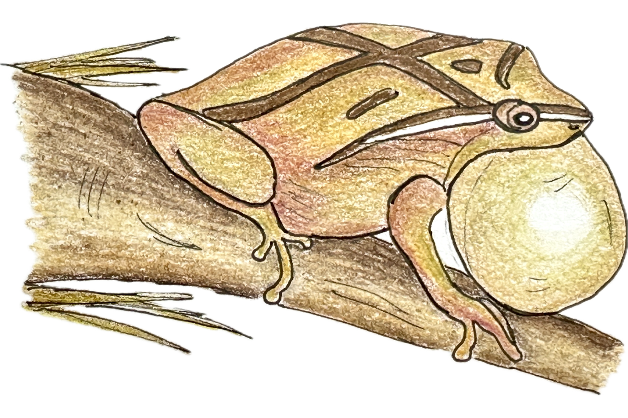 An illustration of a spring peeper frog.
