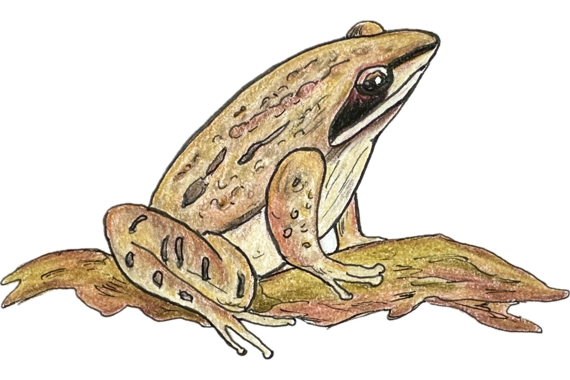 An illustration of a wood frog.