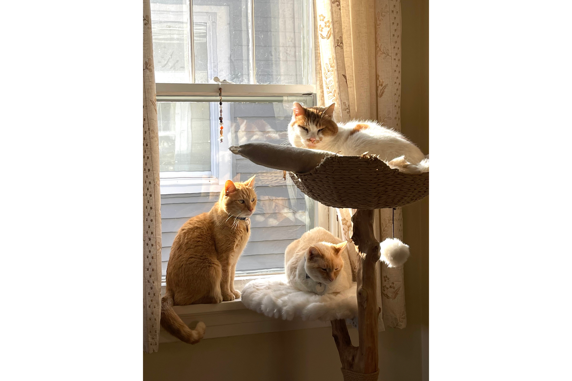 Three cats sit in the sunlight by a window. One cat sits at the top of a cat tree; the cat has a white body with orange spots. One cat sits in the middle of the cat tree; the cat is mostly white with a few orange spots. A third cat sits on the left side of the frame on the window sill; the cat is orange with white stripes. 