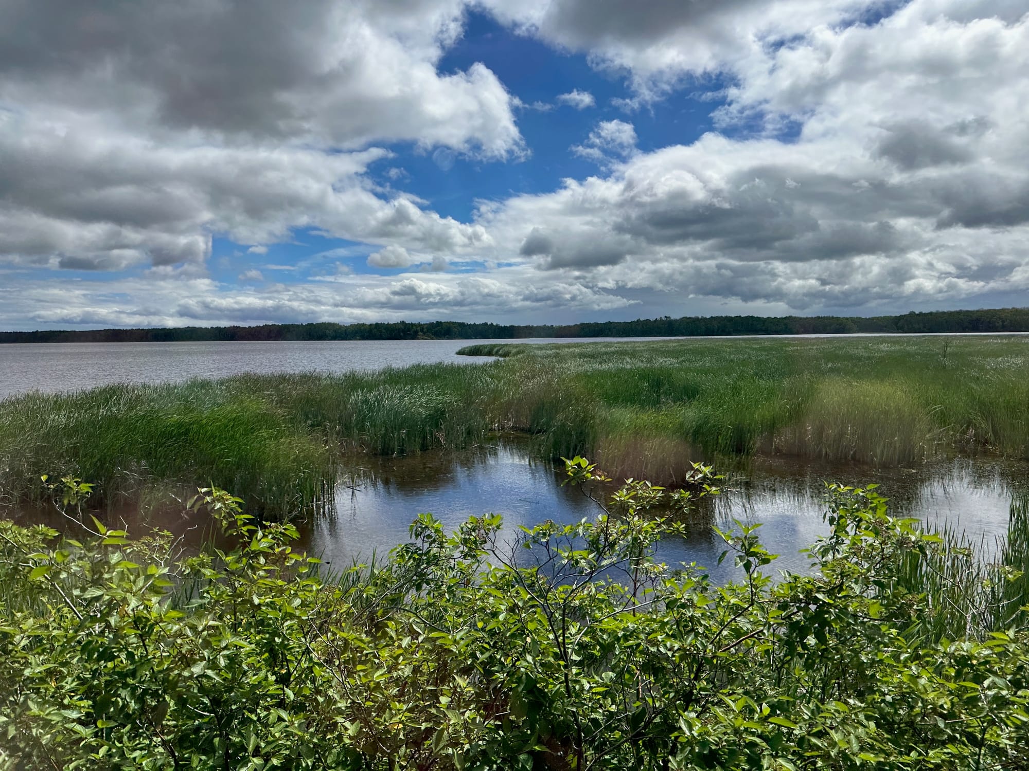 Wild rice stands are seen along the edge of the St. Louis River. They are tall, green and wave in a light breeze. You can see the water on either side of them, a distant shore in the background, and a blue sky filled with clouds. 